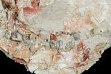 Fossil Oreodont (Merycoidodon) Skull - Wyoming #174375-4